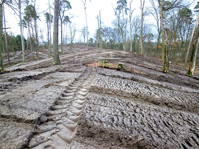 Hessisches Ried: Vor einer Neupflanzung kahlschlagartiger Eingriff, Boden zerstört