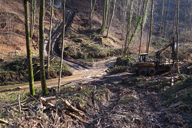 Naturschutzgebiet Pähler Schlucht: Massive Zerstörungen, starkes Ausholzen, kubikmeterweise Schlamm in den Burgleitenbach