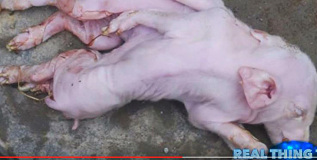 Ebenfalls in Pampa de los Guanacos wurde ein Schweinchen ohne Haut geboren.
