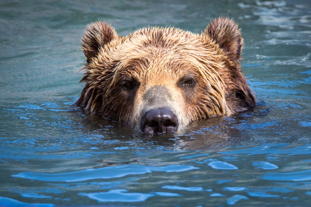 Der Tanzbär von Gotthold Ephraim Lessing