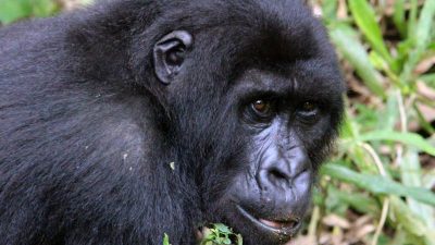 Der Gorilla und sein Pfleger – Fotografische Dokumentation einer innigen Beziehung