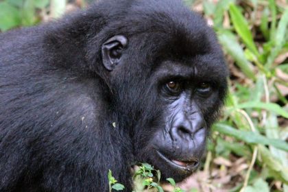 Der Gorilla und sein Pfleger – Fotografische Dokumentation einer innigen Beziehung