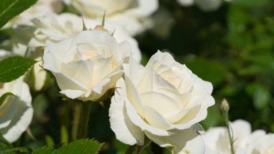Rosen das Symbol der Liebe und ihre Geschichte