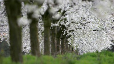 Frühlingsszeit – Blütenzeit