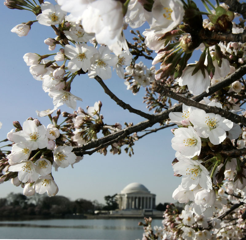 Blühende Yoshino-Kirschbäume in Washington, DC