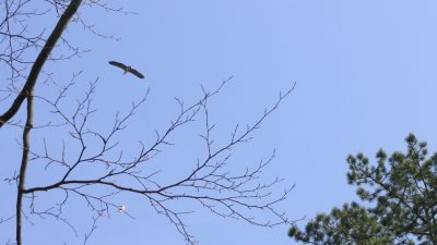 Alle Vögel sind schon da…