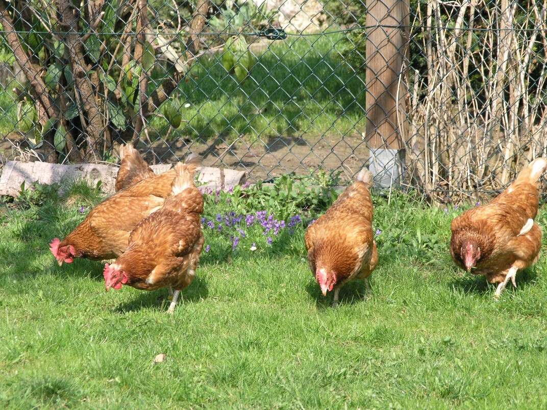 Hennenhaltung: Aus für Hühnerkäfig noch nicht gesichert
