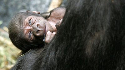 Ein Gorillababy im Zoo von Brookfield, Illinois