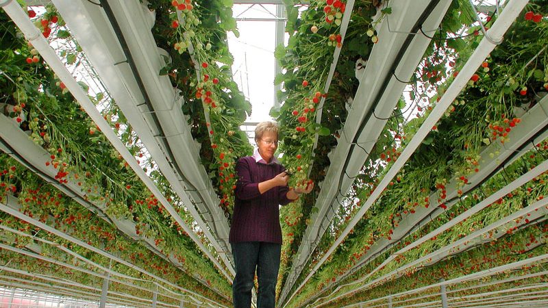 Winterkalter April lässt Preise für Erdbeeren steigen