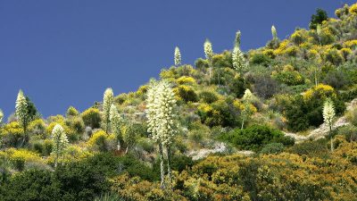 Sommerblüten im Angeles National Forest, Kalifornien