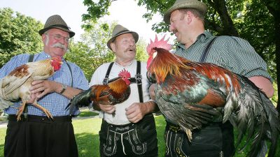 Hahnenkrähwettbewerb im oberbayerischen Aßling