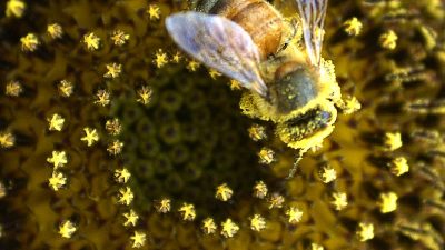 Eine Honigbiene in einer Sonnenblumen-Blüte