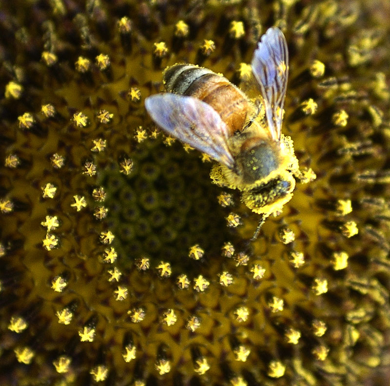 Eine Honigbiene in einer Sonnenblumen-Blüte