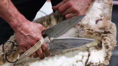 Golden Shears World Shearing Championships im australischen Toowoomba