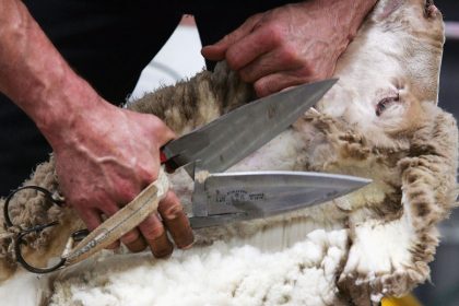 Golden Shears World Shearing Championships im australischen Toowoomba