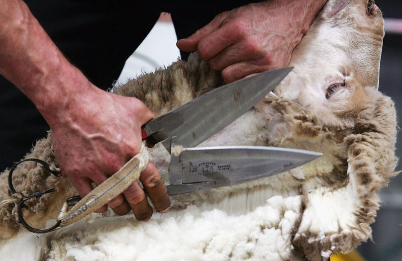 Golden Shears World Shearing Championships im australischen Toowoomba