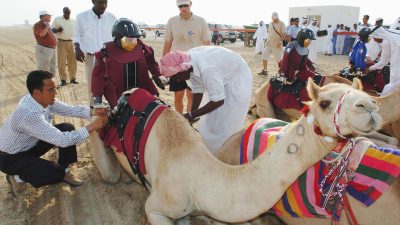 Erstes Kamelrennen mit Robotern als Jockeys auf der Al Shahaniyya Kamel-Rennstrecke in Doha, Katar