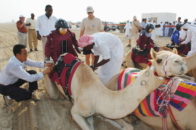 Erstes Kamelrennen mit Robotern als Jockeys auf der Al Shahaniyya Kamel-Rennstrecke in Doha, Katar