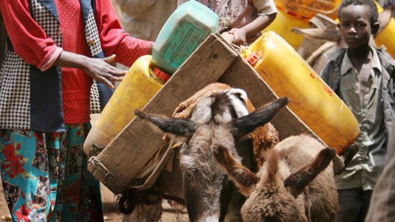 Esel als Transportmittel in Debre Zeit, rund 60 km südlich von Äthiopiens Hauptstadt Addis Abeba