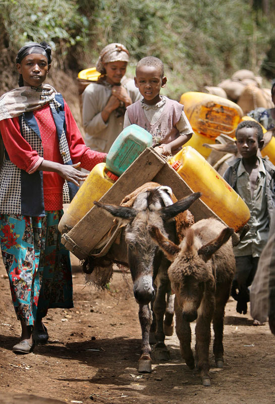 Esel als Transportmittel in Debre Zeit, rund 60 km südlich von Äthiopiens Hauptstadt Addis Abeba