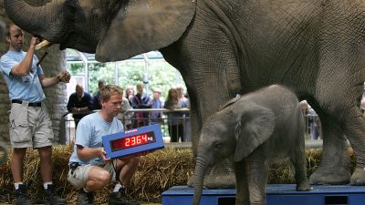 Elefantennachwuchs im Zoo Wuppertal