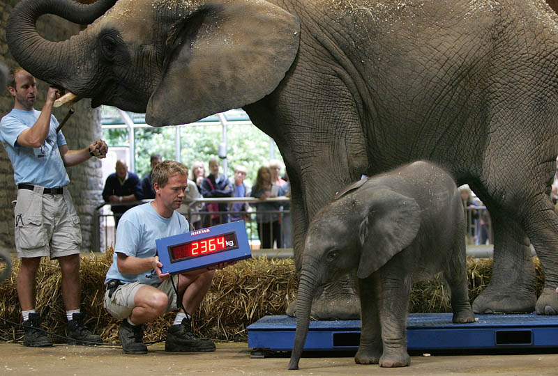 Elefantennachwuchs im Zoo Wuppertal