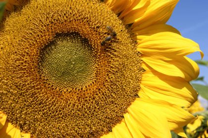Spätsommer