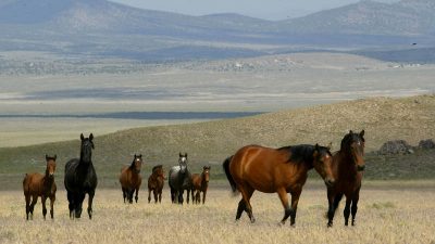 Zählung der wild lebenden Pferde im amerikanischen Westen