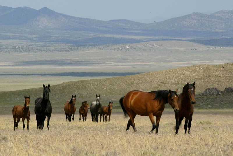 Zählung der wild lebenden Pferde im amerikanischen Westen