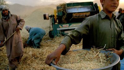 Nach sieben Jahren Dürre wieder eine gute Weizenernte in Afghanistan