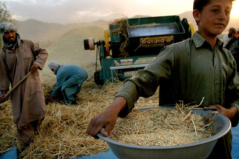 Nach sieben Jahren Dürre wieder eine gute Weizenernte in Afghanistan