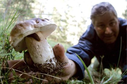 Herbstzeit ist Pilzzeit