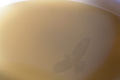 Tulsi – Königin der Kräuter
