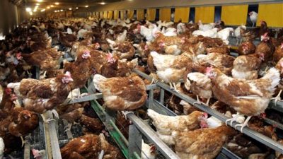 Forschergruppe belegt: Vogelgrippe H5N8 wird hauptsächlich durch Geflügelwirtschaft verbreitet