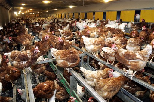 Forschergruppe belegt: Vogelgrippe H5N8 wird hauptsächlich durch Geflügelwirtschaft verbreitet