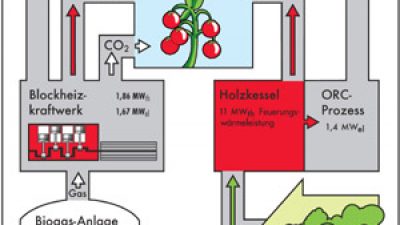 Tomaten wachsen mit Sonne und Bioenergie