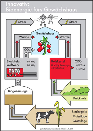 Tomaten wachsen mit Sonne und Bioenergie