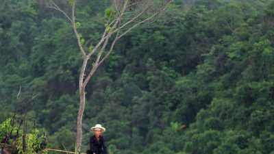 China hat Schlüsselrolle bei Urwaldvernichtung in Südostasien