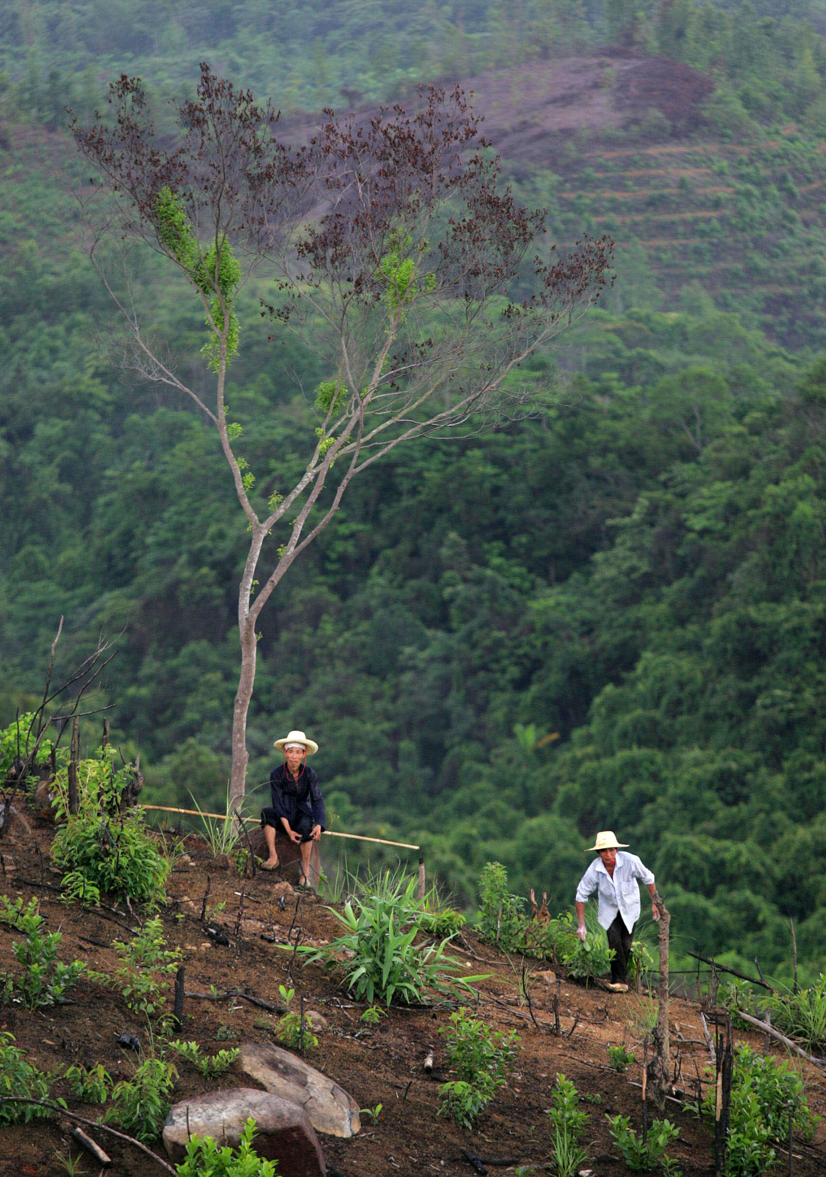 China hat Schlüsselrolle bei Urwaldvernichtung in Südostasien