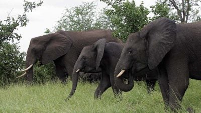 Zu viele Elefanten?