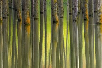 Frisches Grün