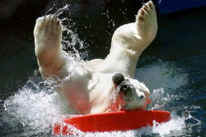 Artistischer Eisbär
