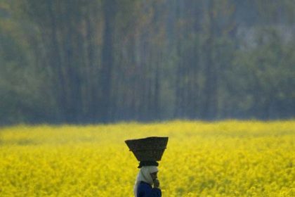 Frühling in Kaschmir