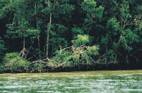 Urwaldufer am Orinoco mit Scharlach-Ibissen (