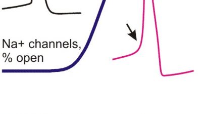 NATURE: Warum Nervenzellen schneller arbeiten als die Theorie erlaubt