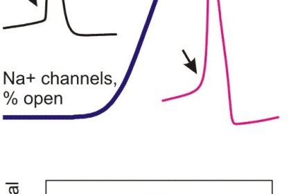 NATURE: Warum Nervenzellen schneller arbeiten als die Theorie erlaubt