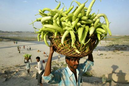Gurken am Ganges