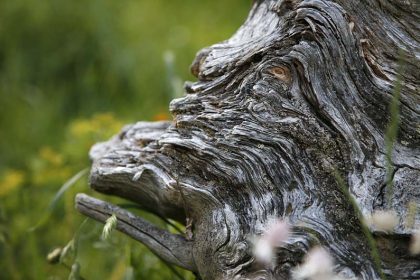 Holzgewordenes Gesicht