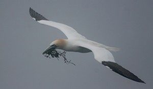 BUILDING: A Northern Gannet approaches Bird Rock, a giant sea stack at Cape St. Mary