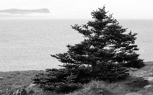 FAR EAST: A stunted black spruce faces the ocean in the barrens at Cape Spear, Newfoundland, the easternmost point in North America. (Jan Jekielek/The Epoch Times)
